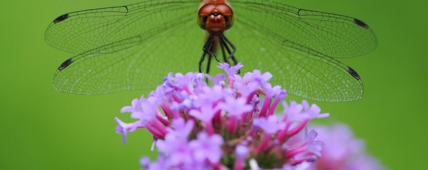 Foto Macro scattata con obiettivo M Zuiko 0mm f3.5 Macro IS Pro